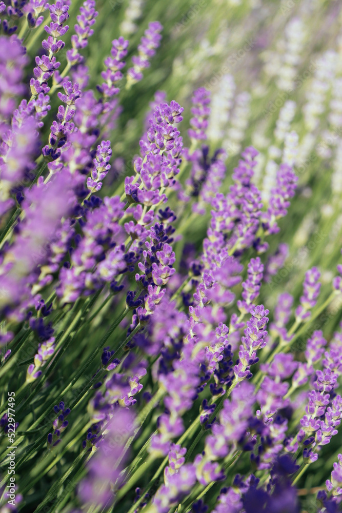 Fototapeta premium Beautiful blooming lavender plants in field on sunny day, closeup