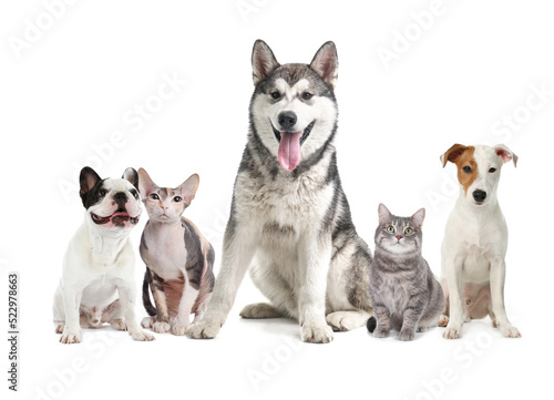 Cute dogs and cats on white background