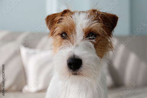 Wire Haired Jack Russell Terrier puppy on the couch looking at the camera. Small rough coated doggy with funny fur stains resting on a sofa at home. Close up, copy space, background