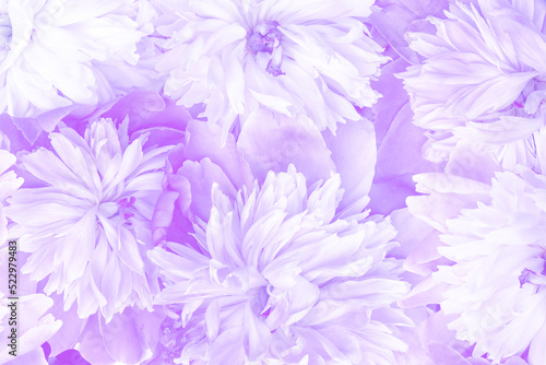 A gentle background of lilac peonies  lots of flowers  concept of spring and summer  high quality