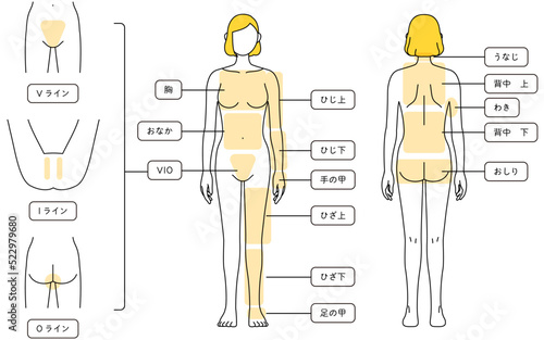 女性の脱毛イラスト　全身とVIO