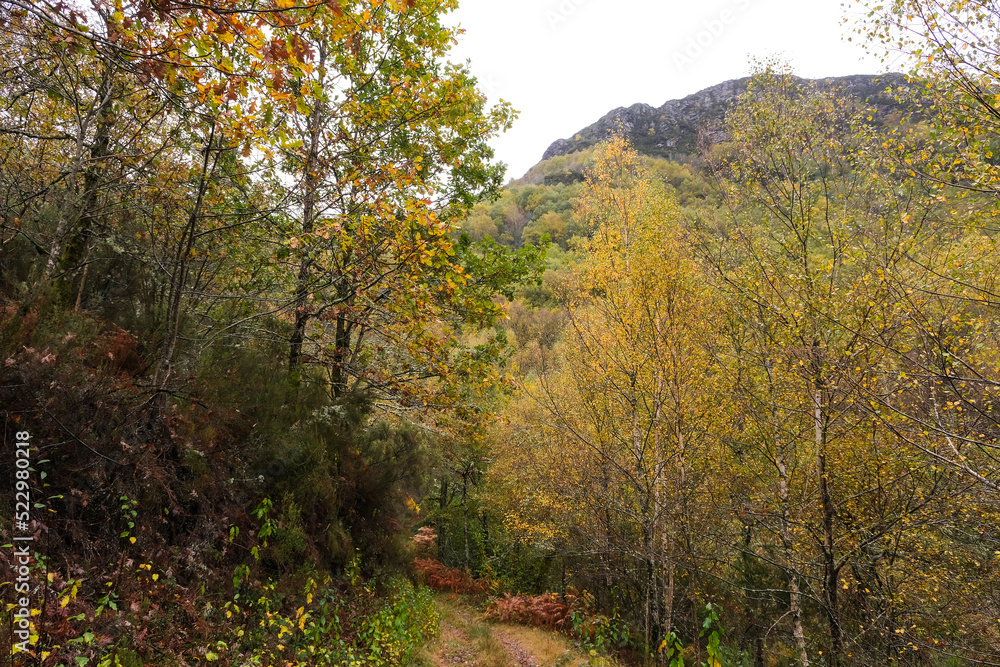 Autumnal native forest in the Courel mountains