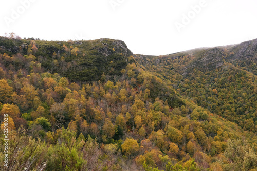 Autumnal native forest in the Courel mountains photo