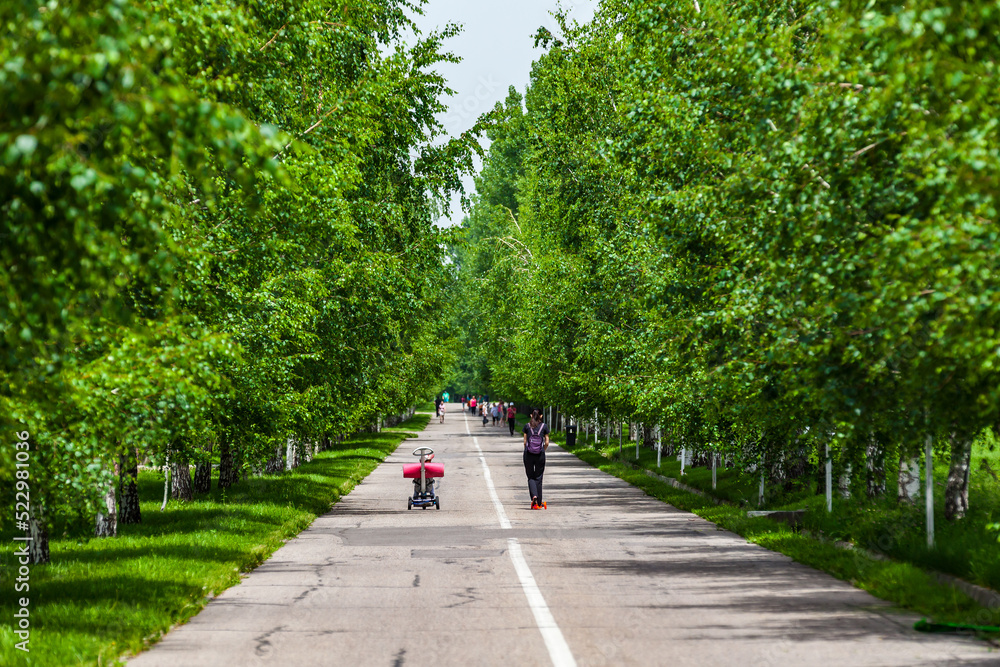 Walk in the park of the first president of Kazakhstan. Birch alley. Road in the alley