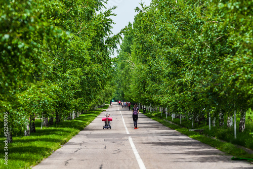 Obraz na płótnie Walk in the park of the first president of Kazakhstan. Birch alley. Road in the alley w salonie
