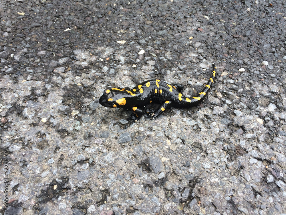 Wild salamander in a Transylvania area