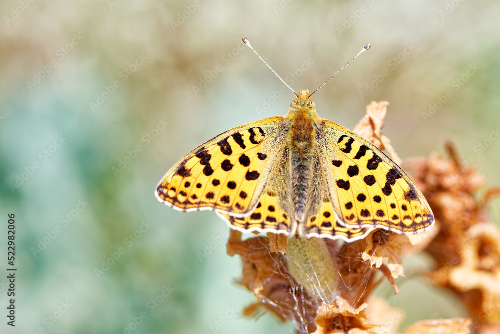 Obraz premium le petit nacré