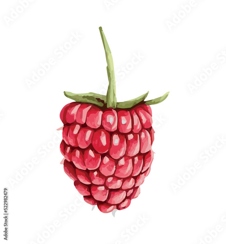 raspberry isolated on white. watercolor raspberry. juicy berry. summer drawing. vector