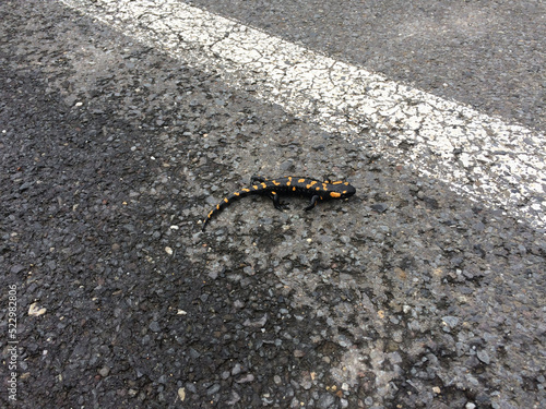 Salamander on road