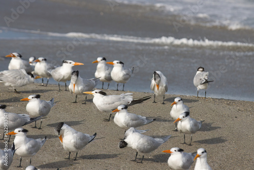 Warm winter day on Indialantic Florida beach with seabirds.