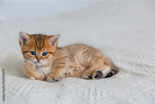beautiful red scottish kitten on a white plush blanket. High quality photo