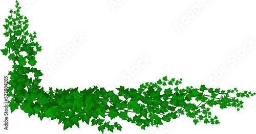 Ivy liana green creepy plant, cartoon vine climber