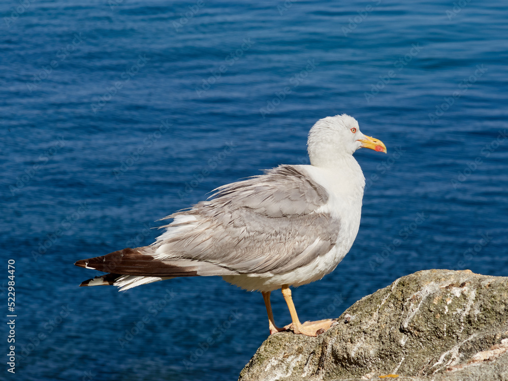 Yellow Legged Gull. Larus michahellis Yellow Legged Gull. Larus michahellis