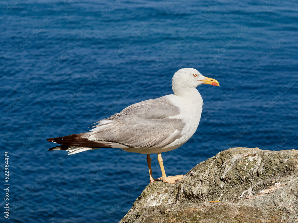Yellow Legged Gull. Larus michahellis Yellow Legged Gull. Larus michahellis