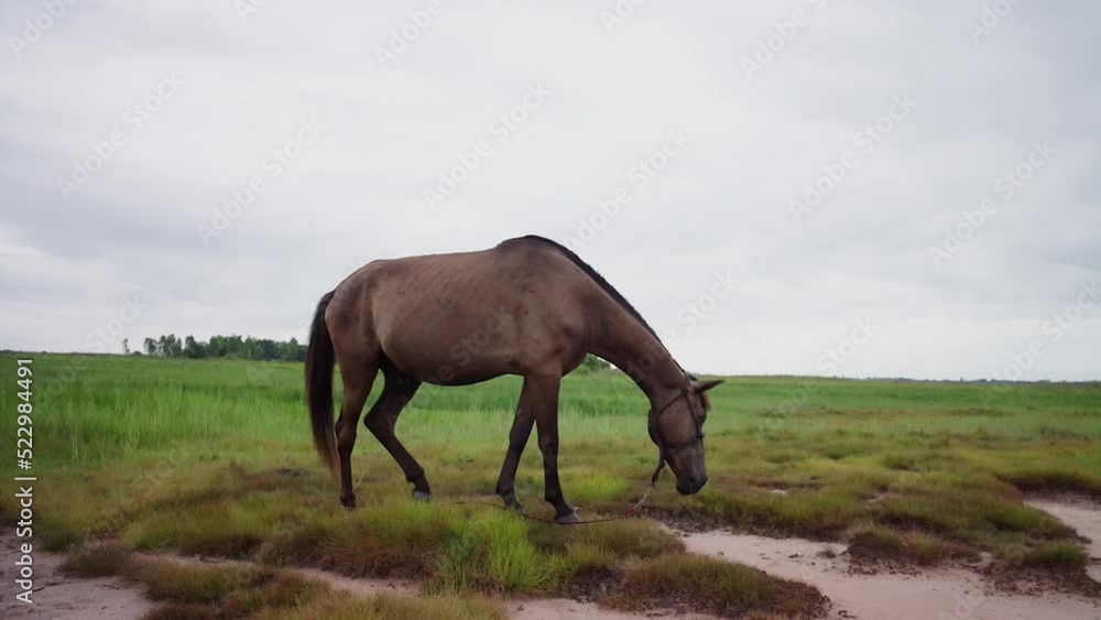 hand control video The horses were grazing in the vast green fields. hand control video The horses were grazing in the vast green fields.