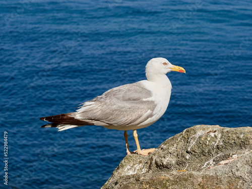 Yellow Legged Gull. Larus michahellis 