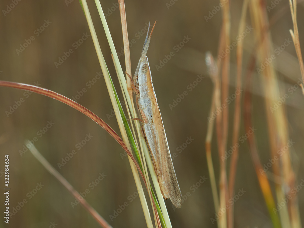 A long, cone-headed grasshopper resting on dry grass. Brachycrotaphus tryxalicerus. A long, cone-headed grasshopper resting on dry grass. Brachycrotaphus tryxalicerus.