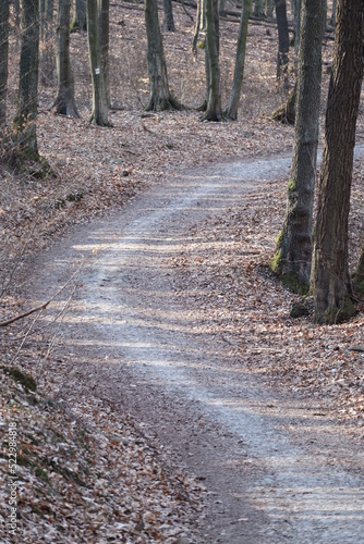 Photography Forest in Male Karpaty mountains near Bratislava, west Slovakia