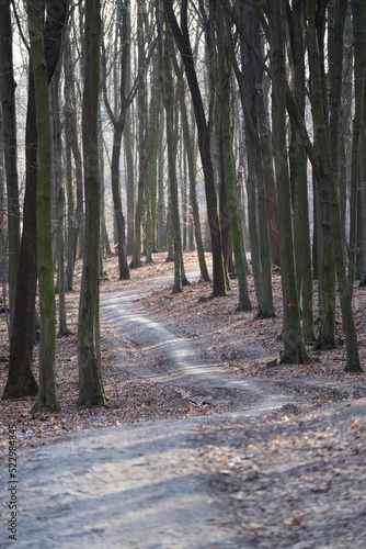 Canvas Print Forest in Male Karpaty mountains near Bratislava, west Slovakia
