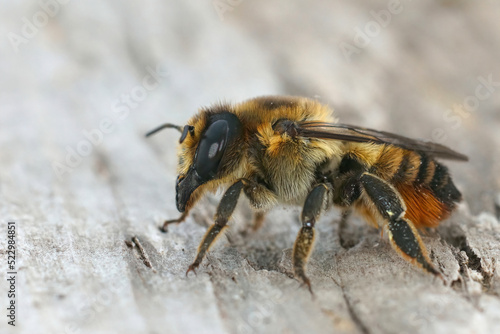 Closeup on a fresh emerges Hairy-footed leafcutter bee, Megachile lagopoda