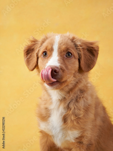 Fototapeta Naklejka Na Ścianę i Meble -  Nova Scotia duck retriever puppy on yellow background. Charming Dog in the studio. funny toller stuck out his tongue