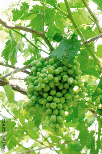 A large bunch of green unripe grapes. Home cultivation of grapes. Eco-friendly product