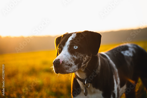 Portrait of the catahoula dog