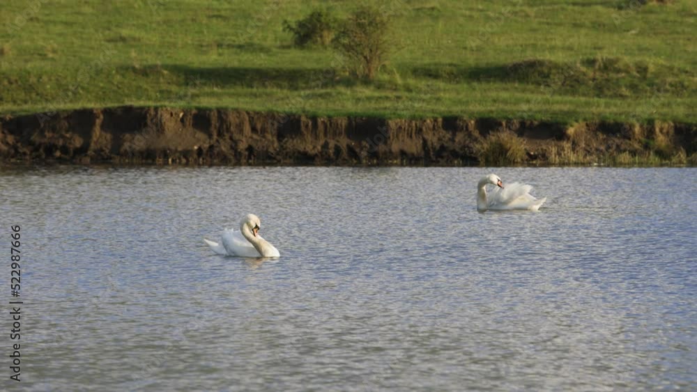A couple of white swans floating on a lake while cleaning themselves A couple of white swans floating on a lake while cleaning themselves