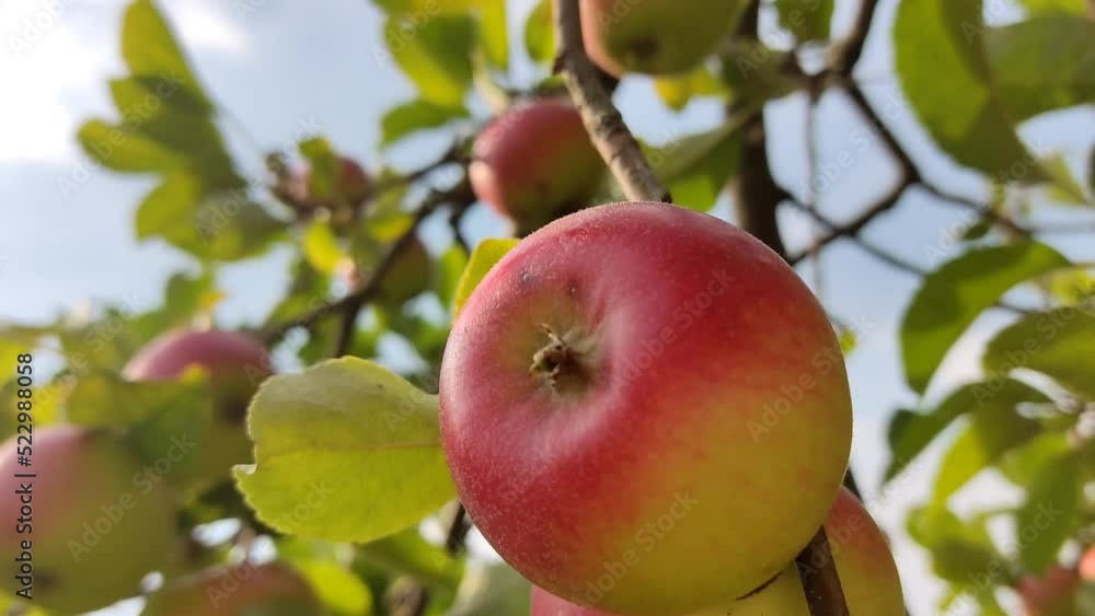 A rich harvest of red juicy apples on a tree in the garden. A rich harvest of red juicy apples on a tree in the garden.