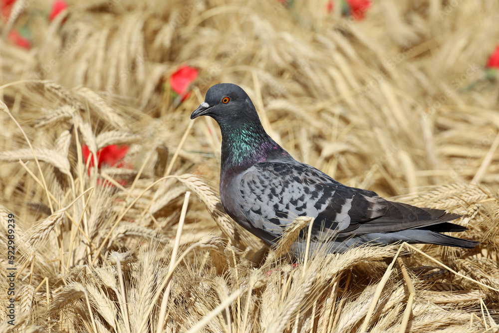 Pigeon sitting in ears of wheat on the field on red poppies background. Rural scene, background for harvest and agriculture Pigeon sitting in ears of wheat on the field on red poppies background. Rural scene, background for harvest and agriculture
