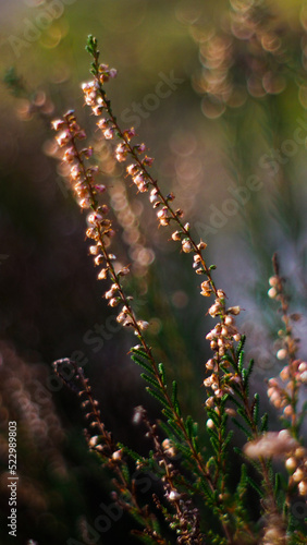 Macro de tiges de bruyère sauvages, dans la forêt des Landes de Gascogne