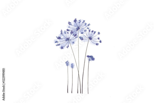 Painted Watercolor Flower i...