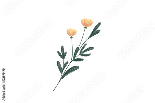 Painted Watercolor Flower isolated on white background  soft colorful style for using to artwork