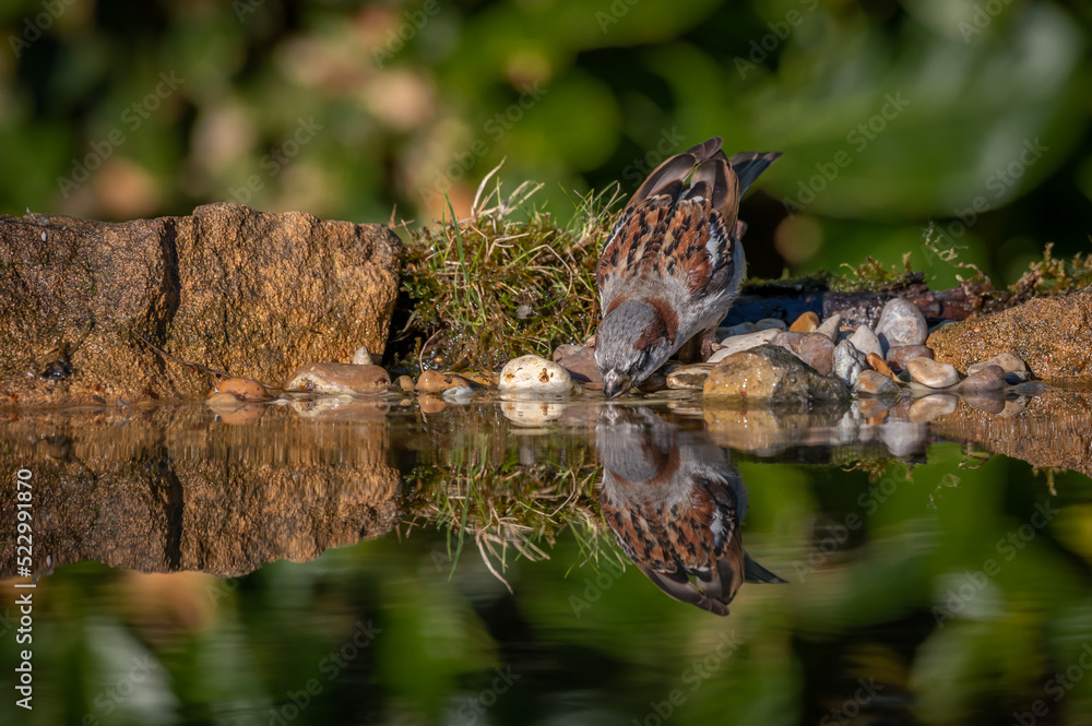 House Sparrow bird drinking water from a pond with perfect reflection