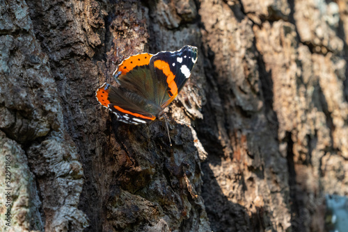 Admiral butterfly on a tree