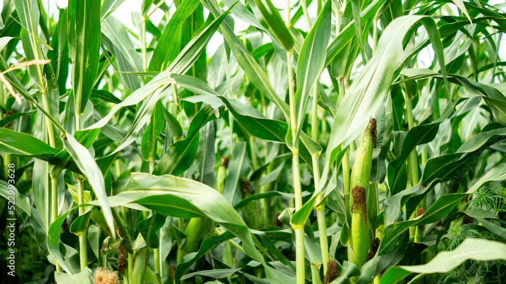 Obraz premium Young green corn growing on the field, background. texture from young plants of corn, green background.