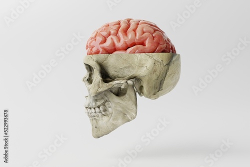Human skull with a visible brain on a white background. Medical concept, brain diseases, mental problems. Operations and treatment of the brain. 3d rendering, 3d illustration.