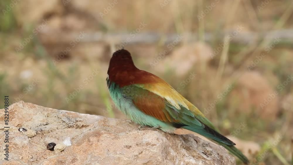 Pair of European bee-eater (Merops apiaster) feeding the female (in front) by the male's offering Pair of European bee-eater (Merops apiaster) feeding the female (in front) by the male's offering