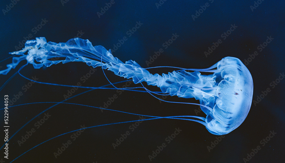  Illuminated jellyfish moving through the water. Isolated on dark background - obrazy, fototapety, plakaty 