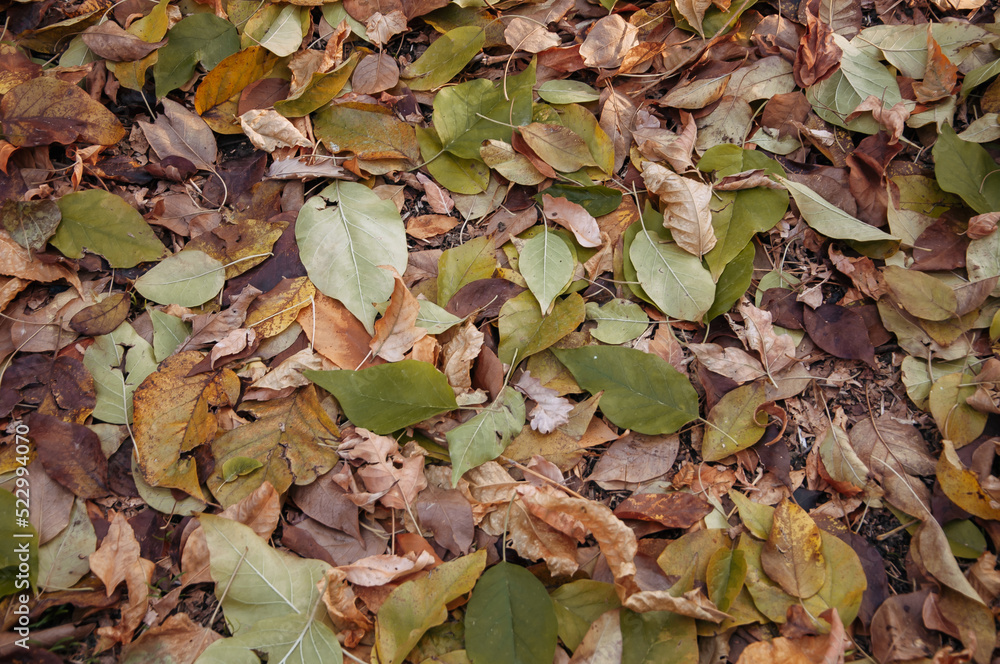 Fallen multi-colored leaves lie on the ground. Autumn foliage. Fallen multi-colored leaves lie on the ground. Autumn foliage.