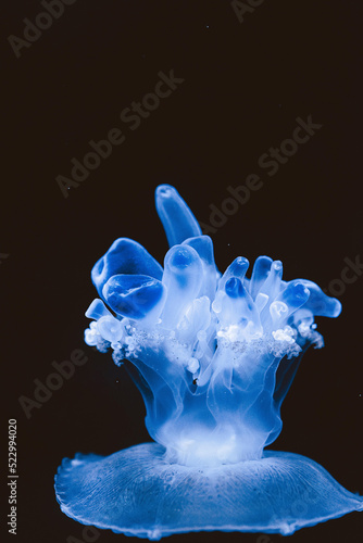  Isolated jellyfish on dark background