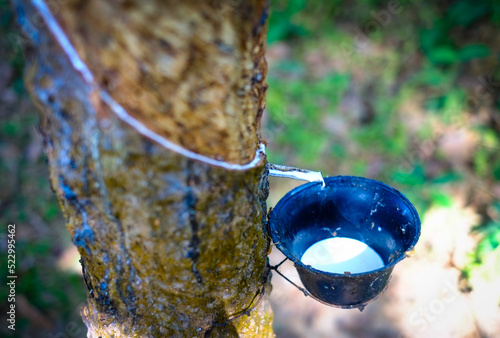 Latex is being collected from natural rubber tree , Hevea brasiliensis photo