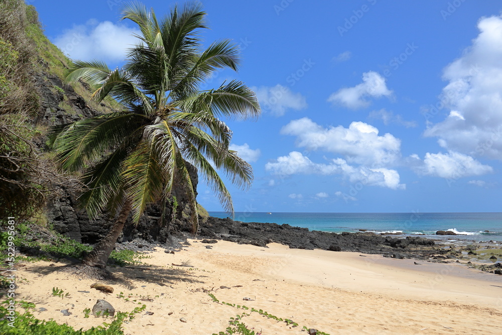 Fernando de Noronha. Scenic view of one isolated coconut palm at Boldro Beach, against clear sky background