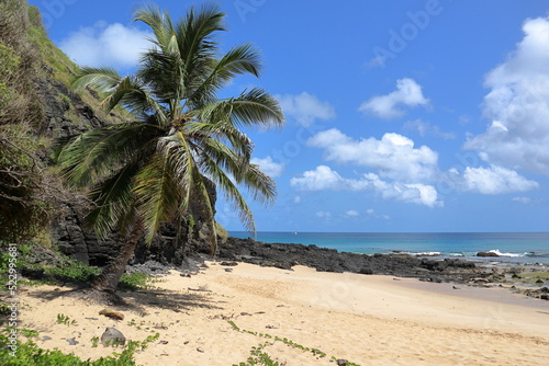 Fernando de Noronha. Scenic view of one isolated coconut palm at Boldro Beach, against clear sky background