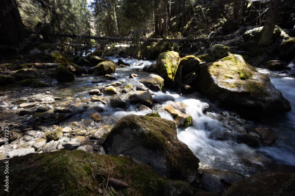 stream in the forest stream in the forest