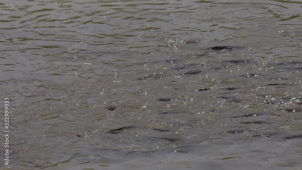African Sharptooth Catfish swimming in Freshwater stream African Sharptooth Catfish swimming in Freshwater stream