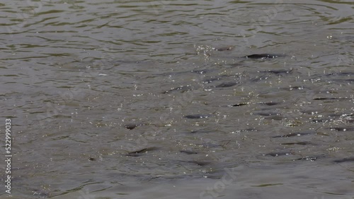 African Sharptooth Catfish swimming in Freshwater stream photo