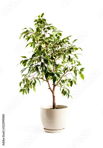 Potted Ficus benjamina plant on white background