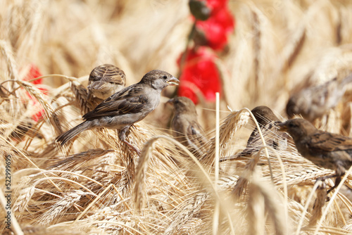 Sparrows eat grain sitting on ears of wheat on field with red poppies. Rural scene, background for harvest and agriculture