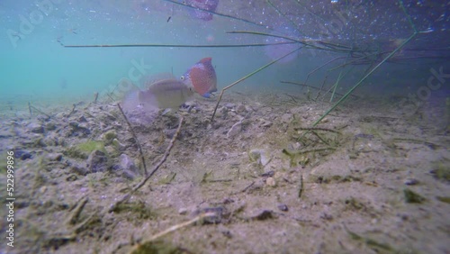 Blue Tilapia swimming in the spring on the shore of the Dead Sea Judaean Desert Other Names: Sarotherodon aurea, Tilapia aurea; Israeli tilapia Amnun yarden, Lives in Ein Feshkha spring on the shore o photo